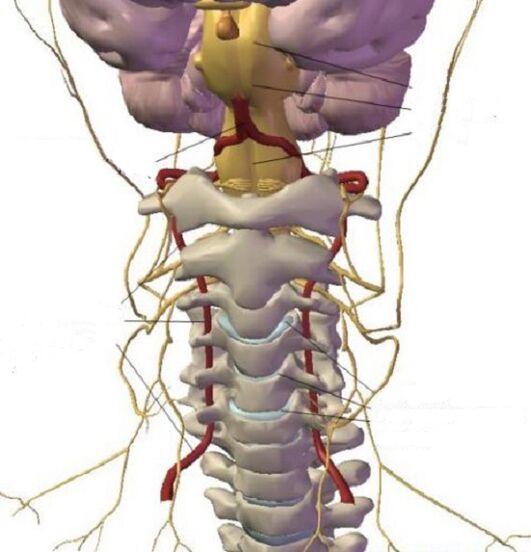 La estructura de la región del cuello uterino